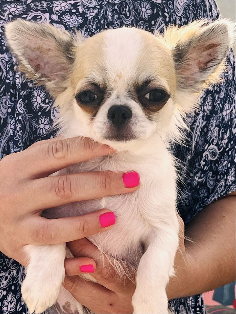 Chihuahua Macho Muito pequenino