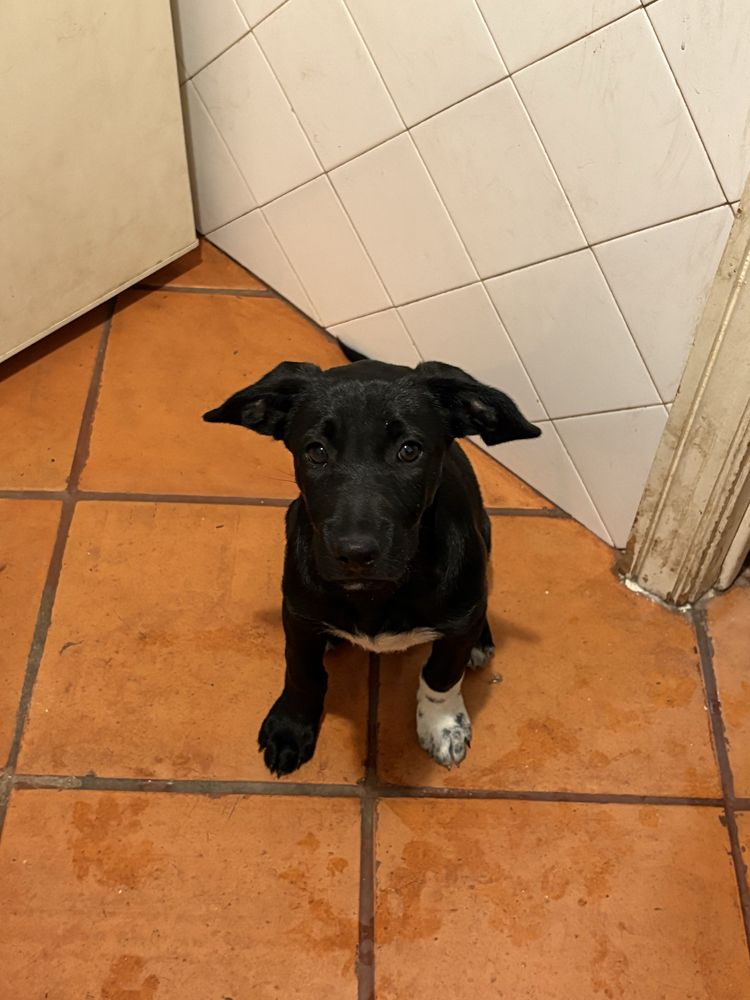 Cães Bebés para Adoção Responsável