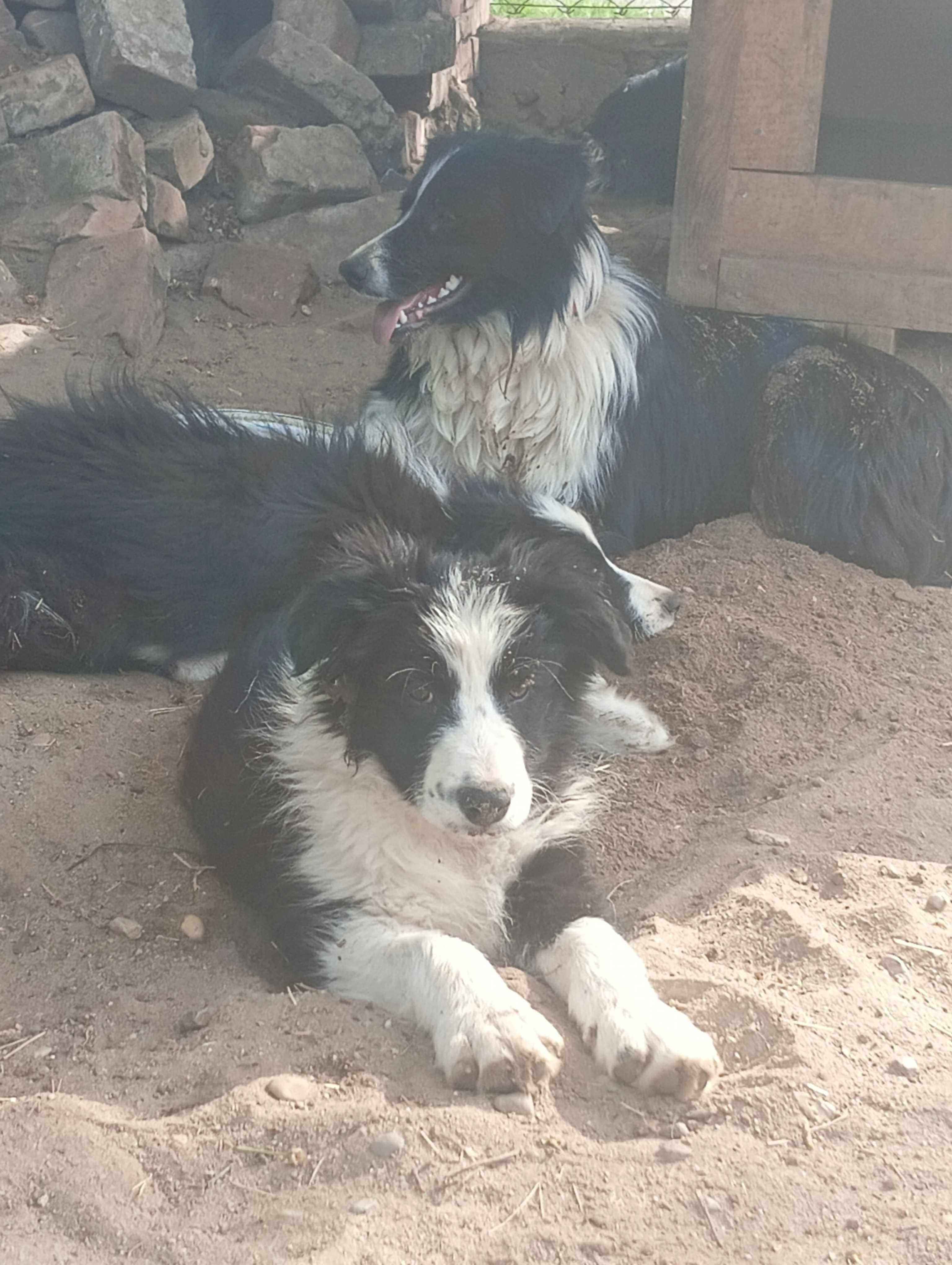 Border collie śliczne wesole maluszki