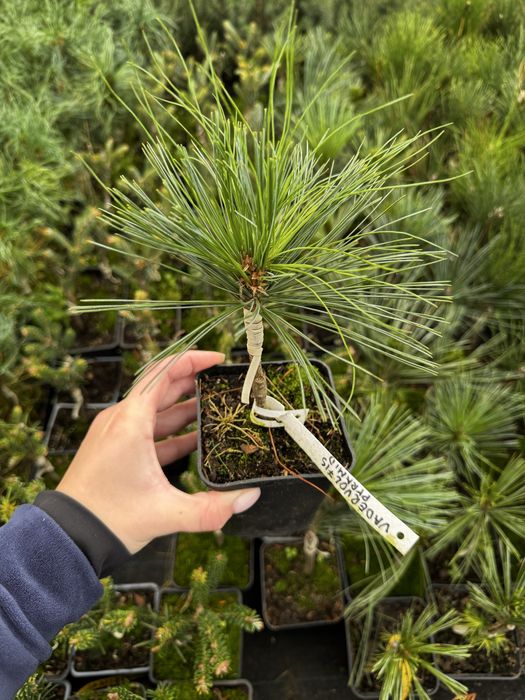 Туя смарагд.Однорічні прищеплені (привиті) хвойні рослини
