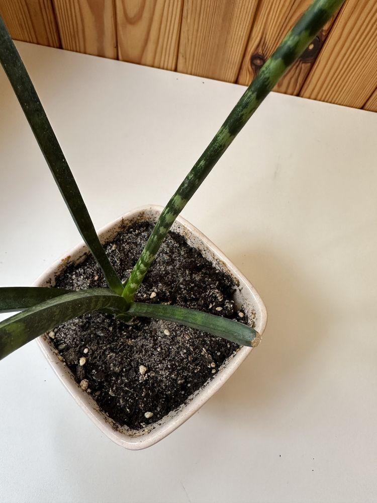 Сансівієрія Фернвуд/Sansevieria Fernwood