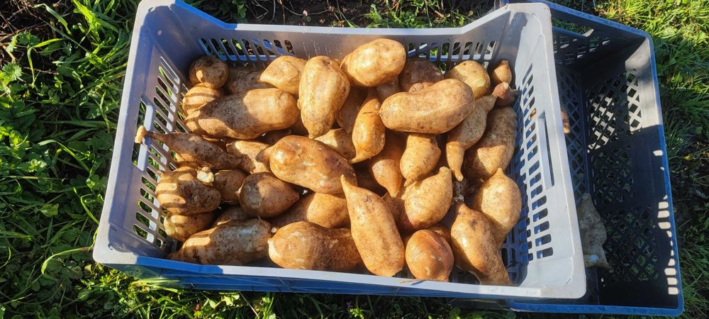 Batata yacon, batata dietética