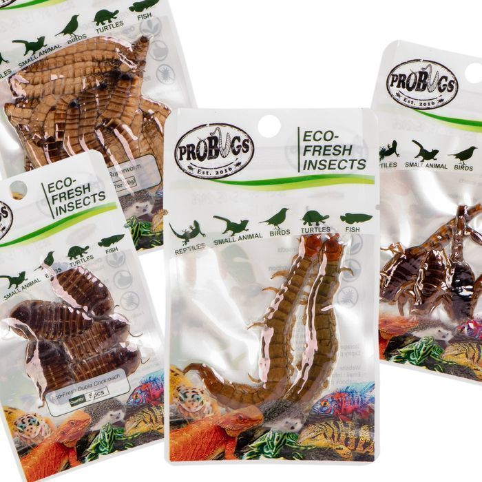 Probugs Big Reptiles Set - Zestaw Robaków Dla Dużych Gadów