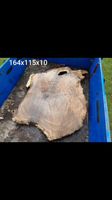 Dębowe plastry i jesion.czeczot