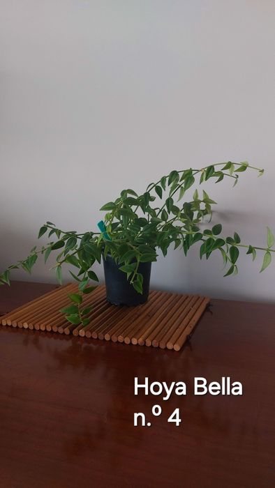 Hoyas (Flores de cera)  Plantas naturais