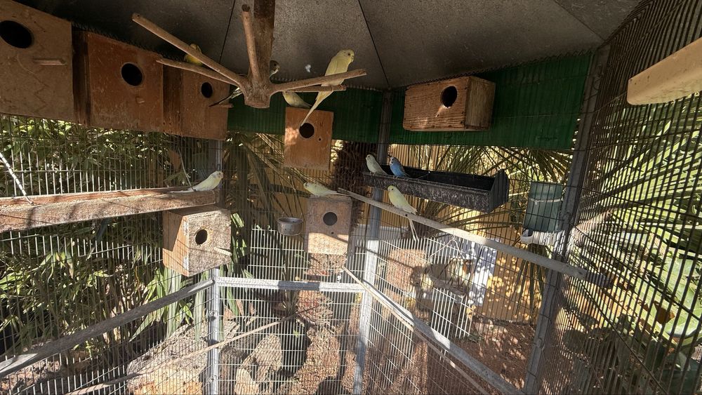 Agarponis Roseicollis(20)+ Periquitos (10)