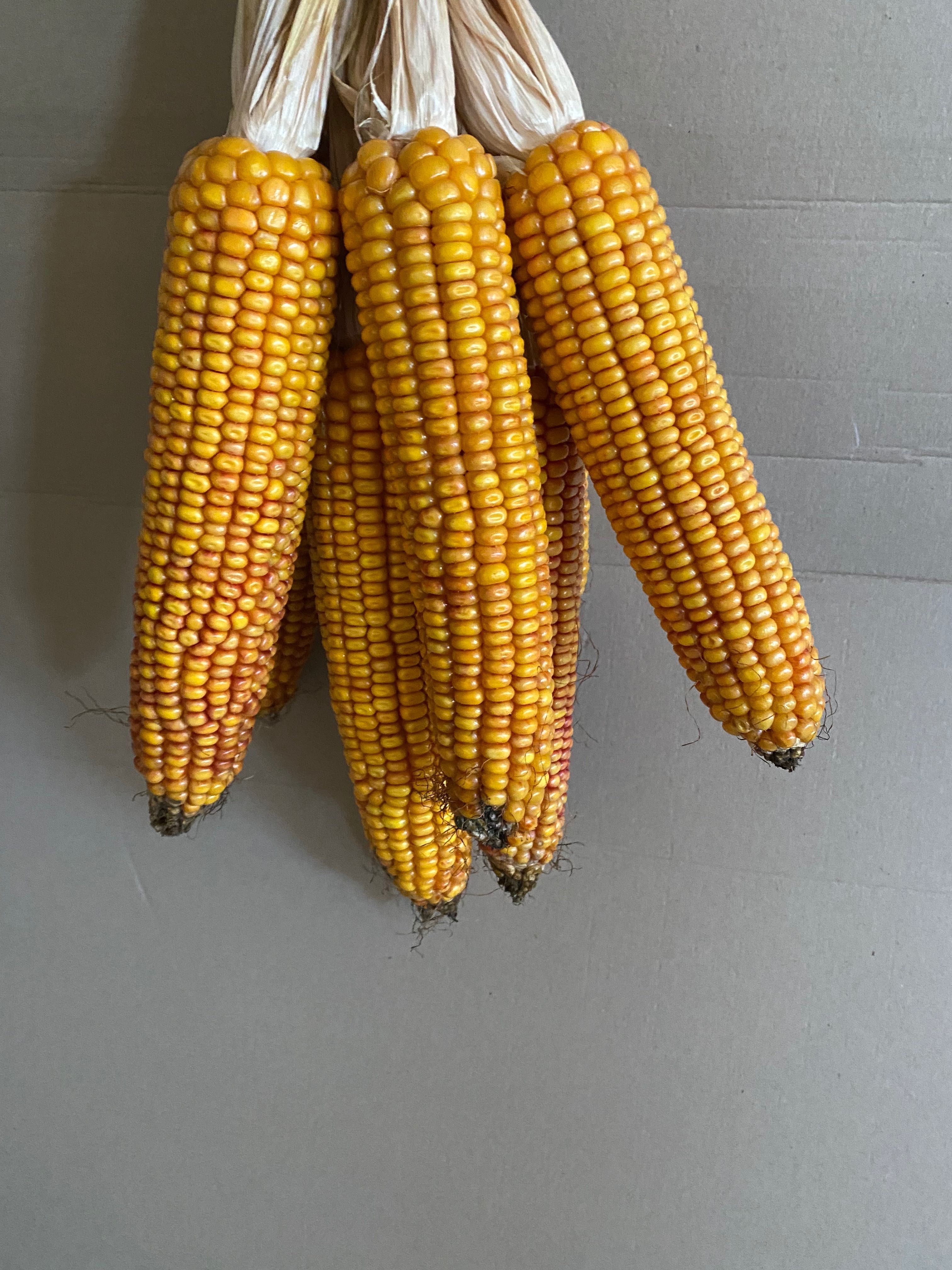 KISZONKA kukurydza w DOBREJ cenie nasiona FLORES