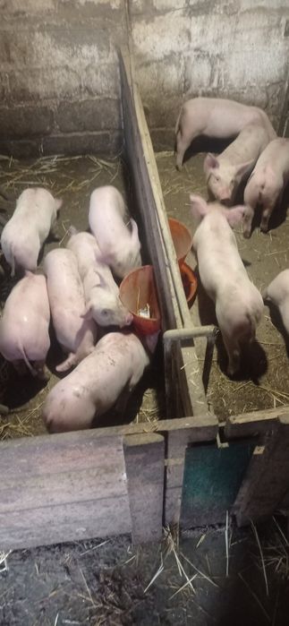 Домашні поросята