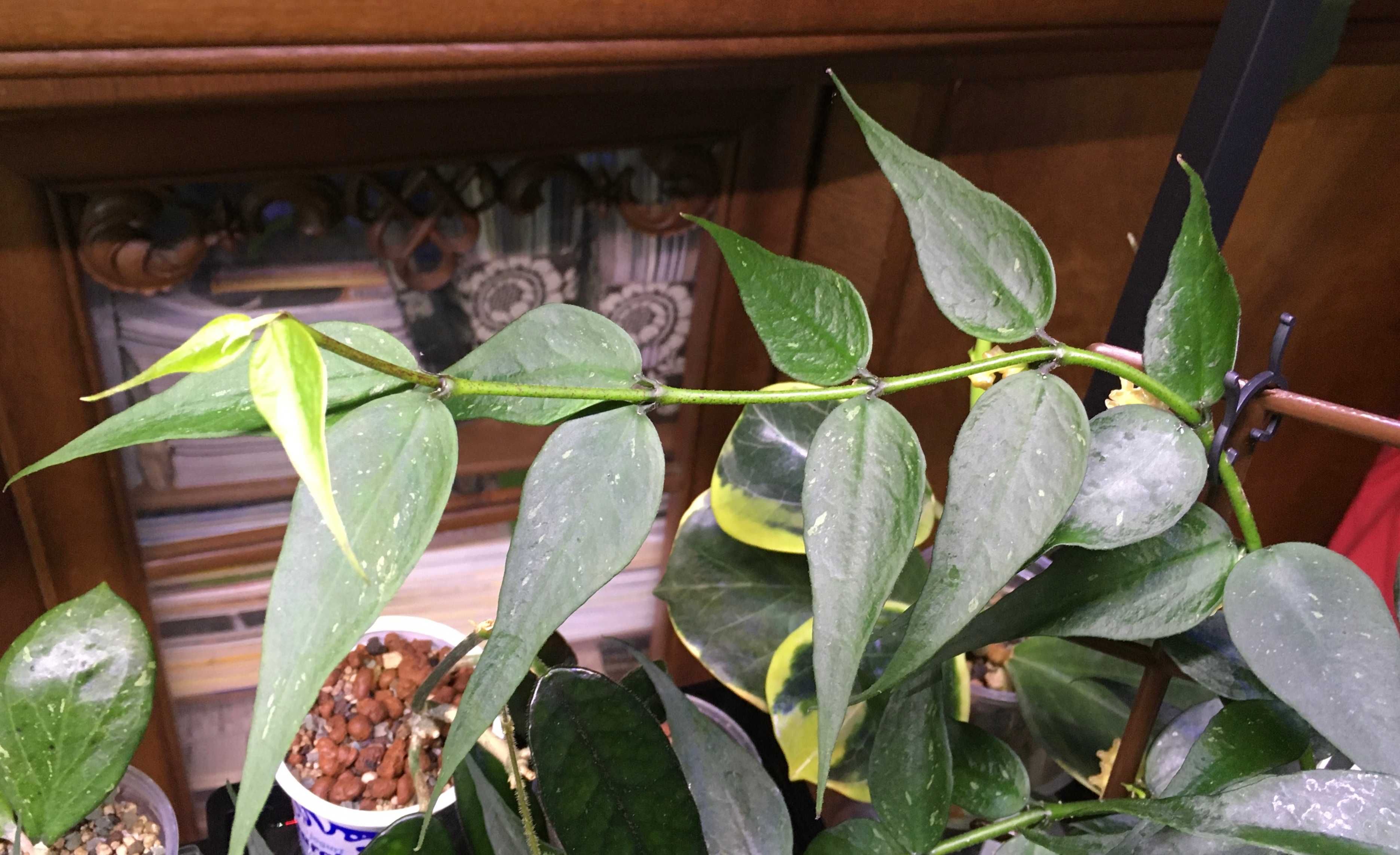 Hoya hoja sp Vietnam (polyneura complex)