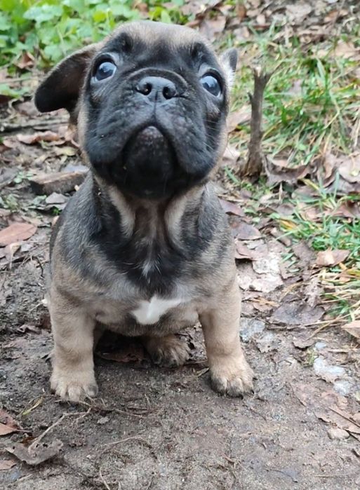 Девочки французского бульдога