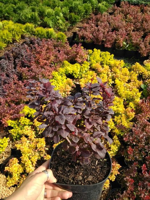 Барбарис,бересклет, вейгели, гортензії, спіреї