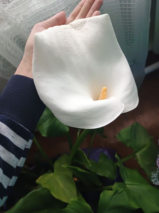 вазон калла цвіте зелене велике листя