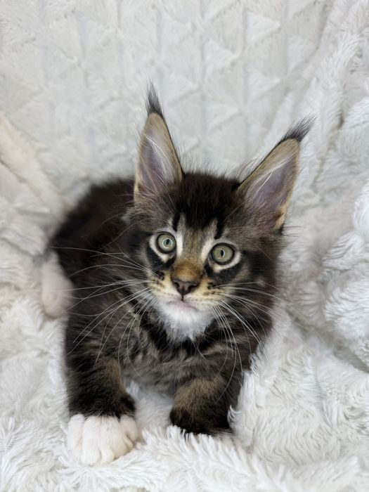 Kotka Maine Coon Felis/FiFe