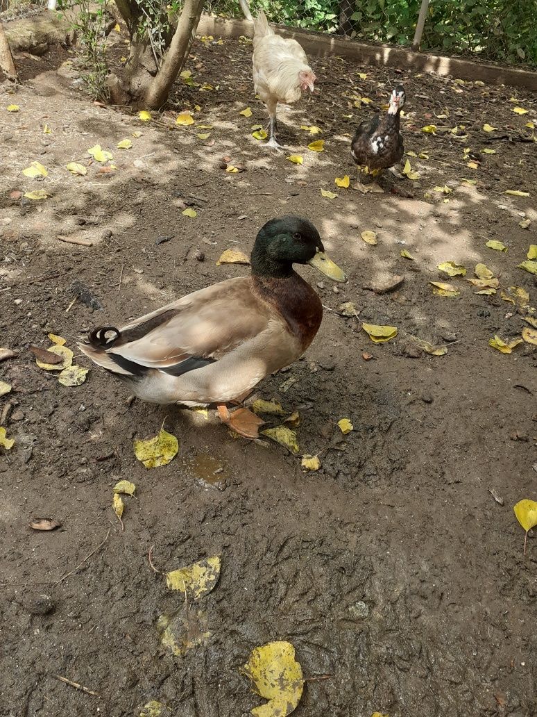 Patos e ovos de pata khaki Campbell