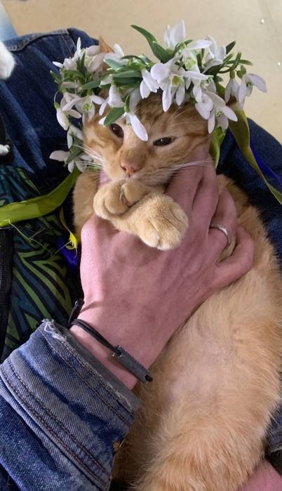 Отдам даром в добрые руки рыжих котиков и кошечек