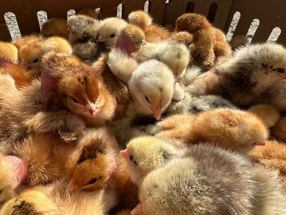 Курчата Мастер Грей Голошийка Редбро мʼясо-яєчні добові