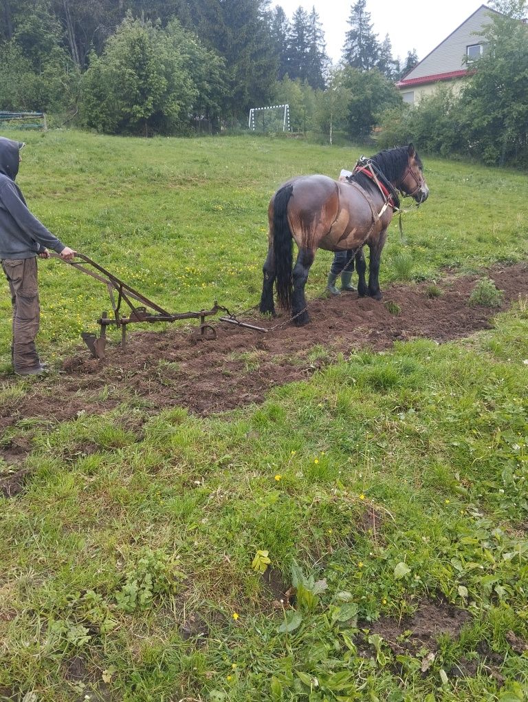Sprzedam klacz zimnokrwistą