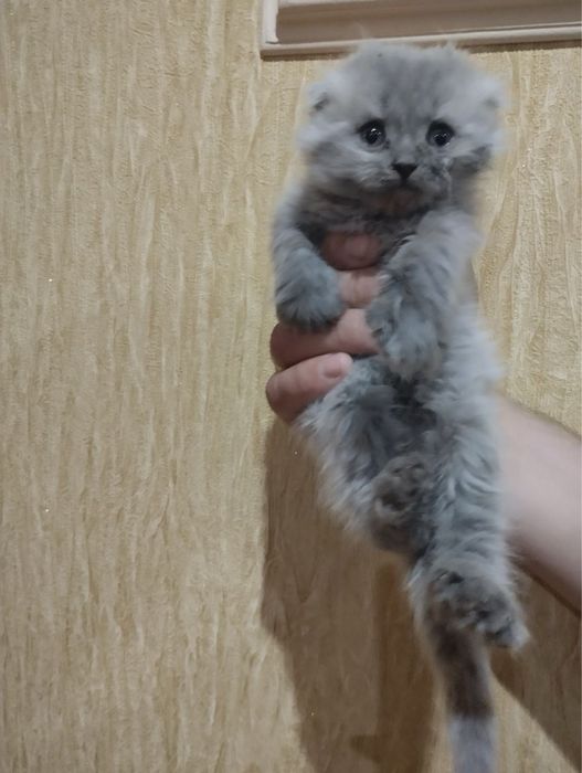Продам кошенят Шотландців