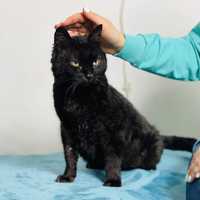 Кьянти - душевная и ласковая кошка, привита и стерилизована