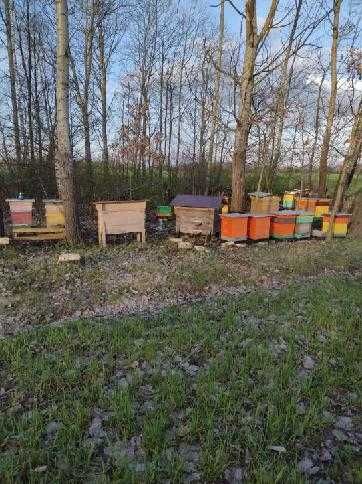 Sprzedam ule i rodziny pszczele