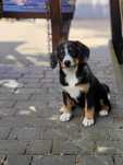 Entlebucher Sennenchund FCI