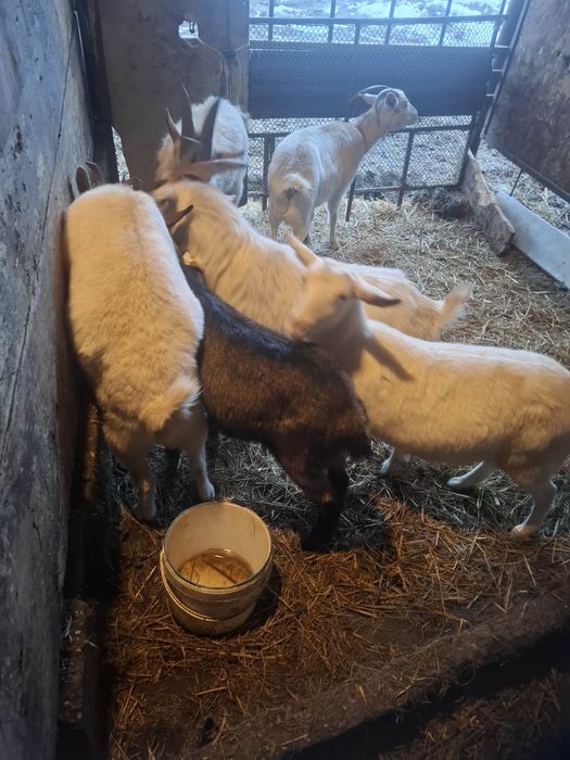 Sprzedam kozki kotne i capki