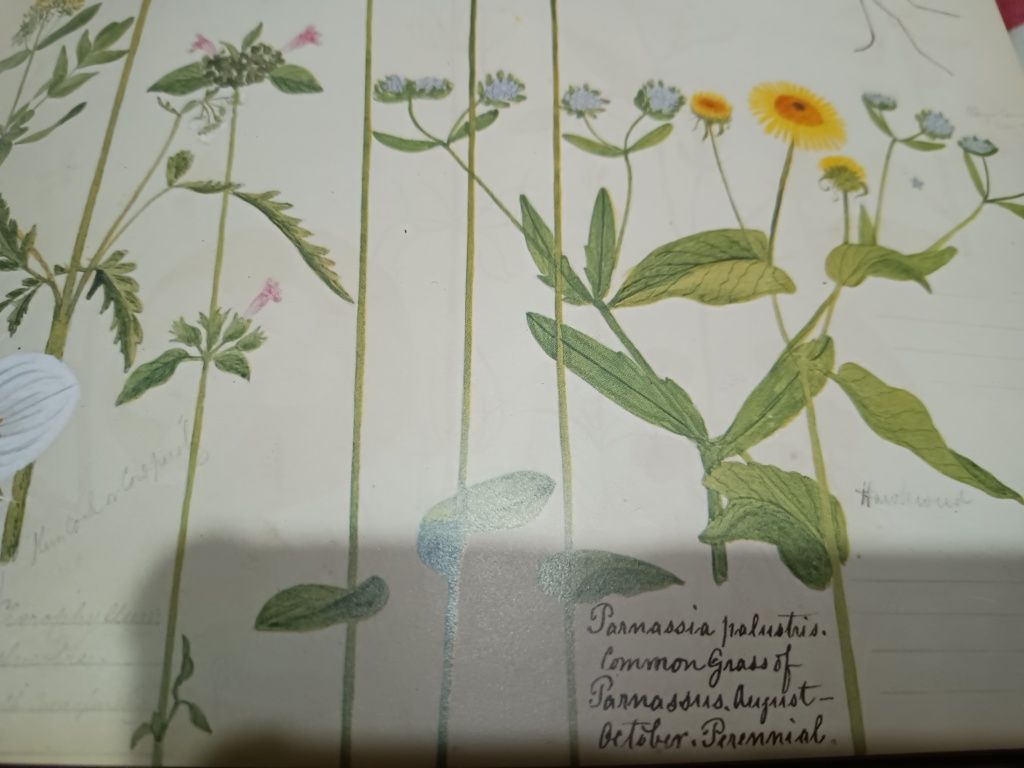 Викторианский цветочный альбом ,19 век,Генри .Винтаж . Англия.Терри
