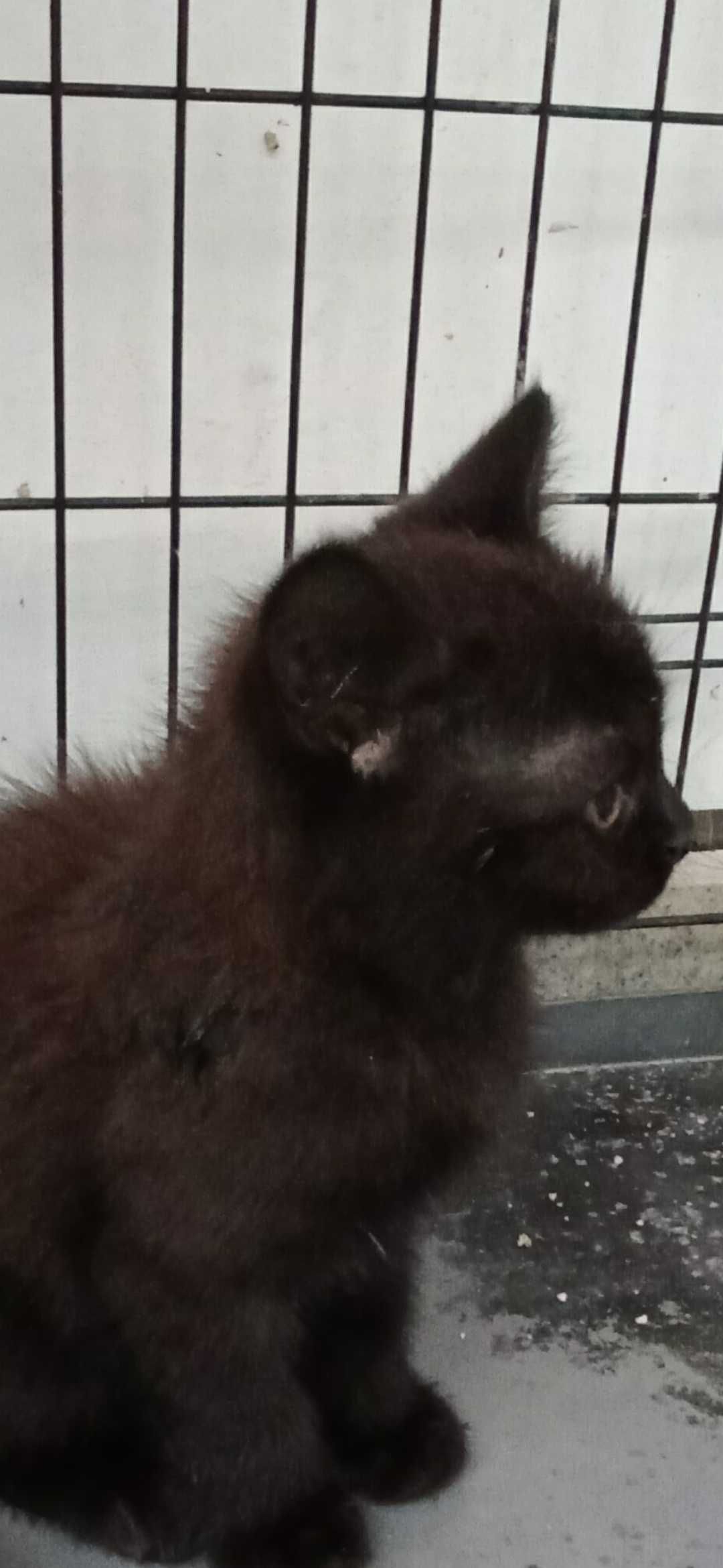 Czarny puchaty kocurek do adopcji