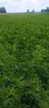Sprzedam 6ha lucerny na pniu