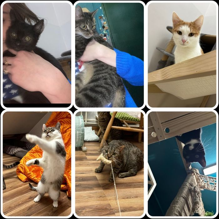 Kotki w różnym wieku do adopcji