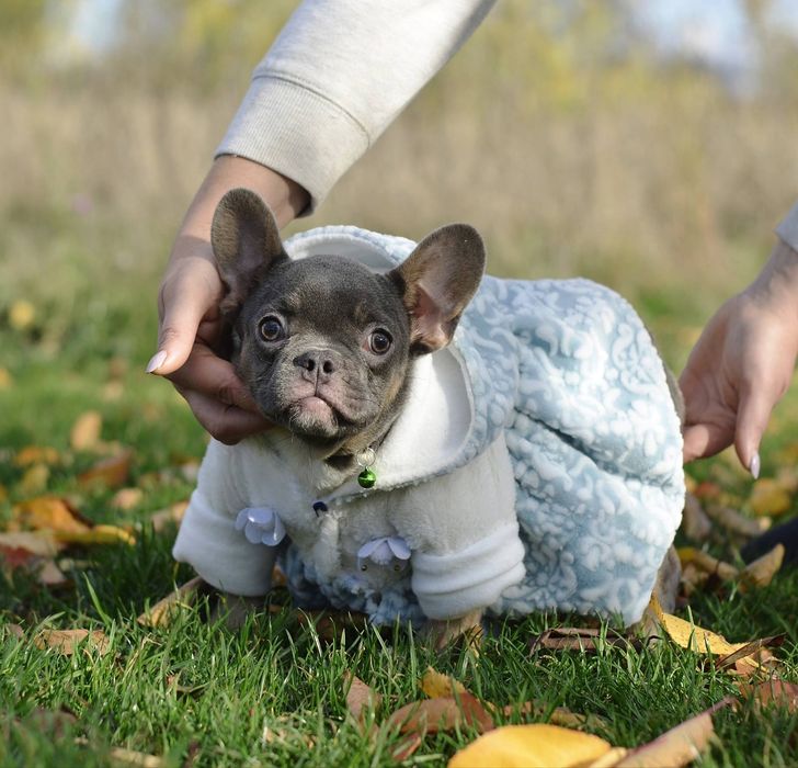 Дівчинка в кольорі Blue tan
