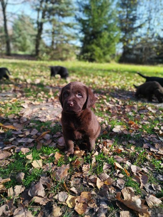 Labrador retriever fci zkwp czarne czekoladowe suczka pies
