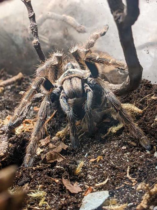 Ptasznik Ceratogyrus darlingi dorosła samica