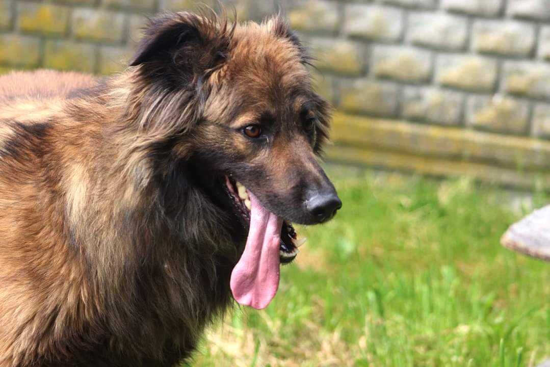 Spójrz na LUKA - czeka na dom