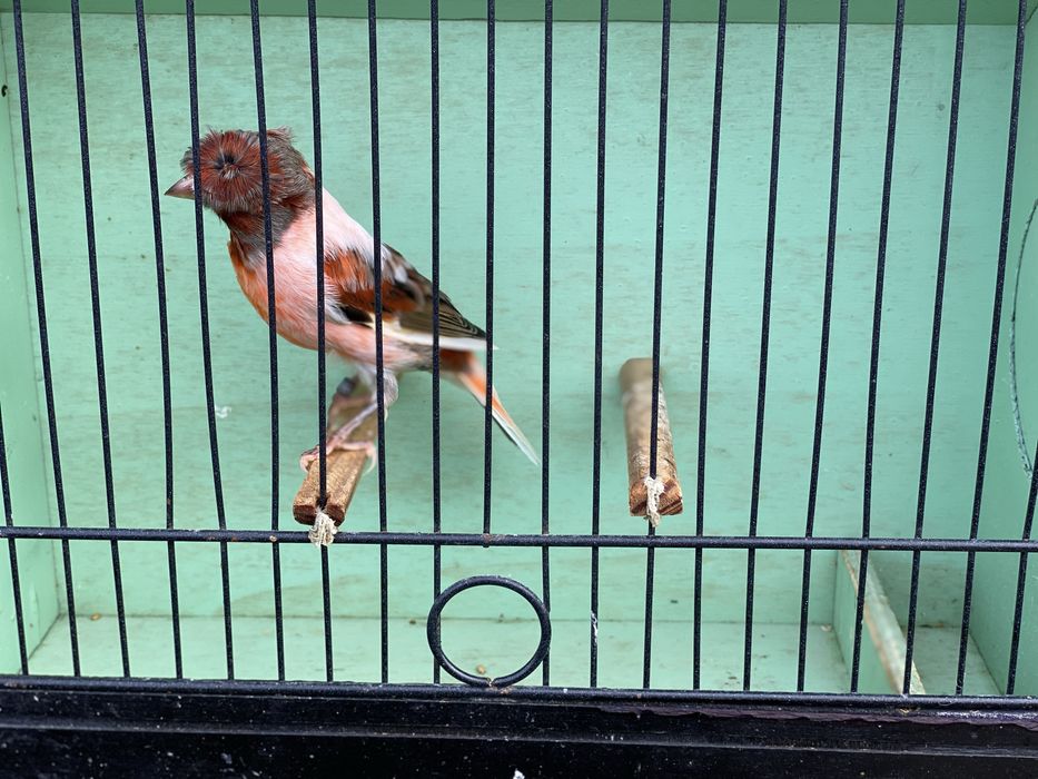 Canario Arlequin Portugues