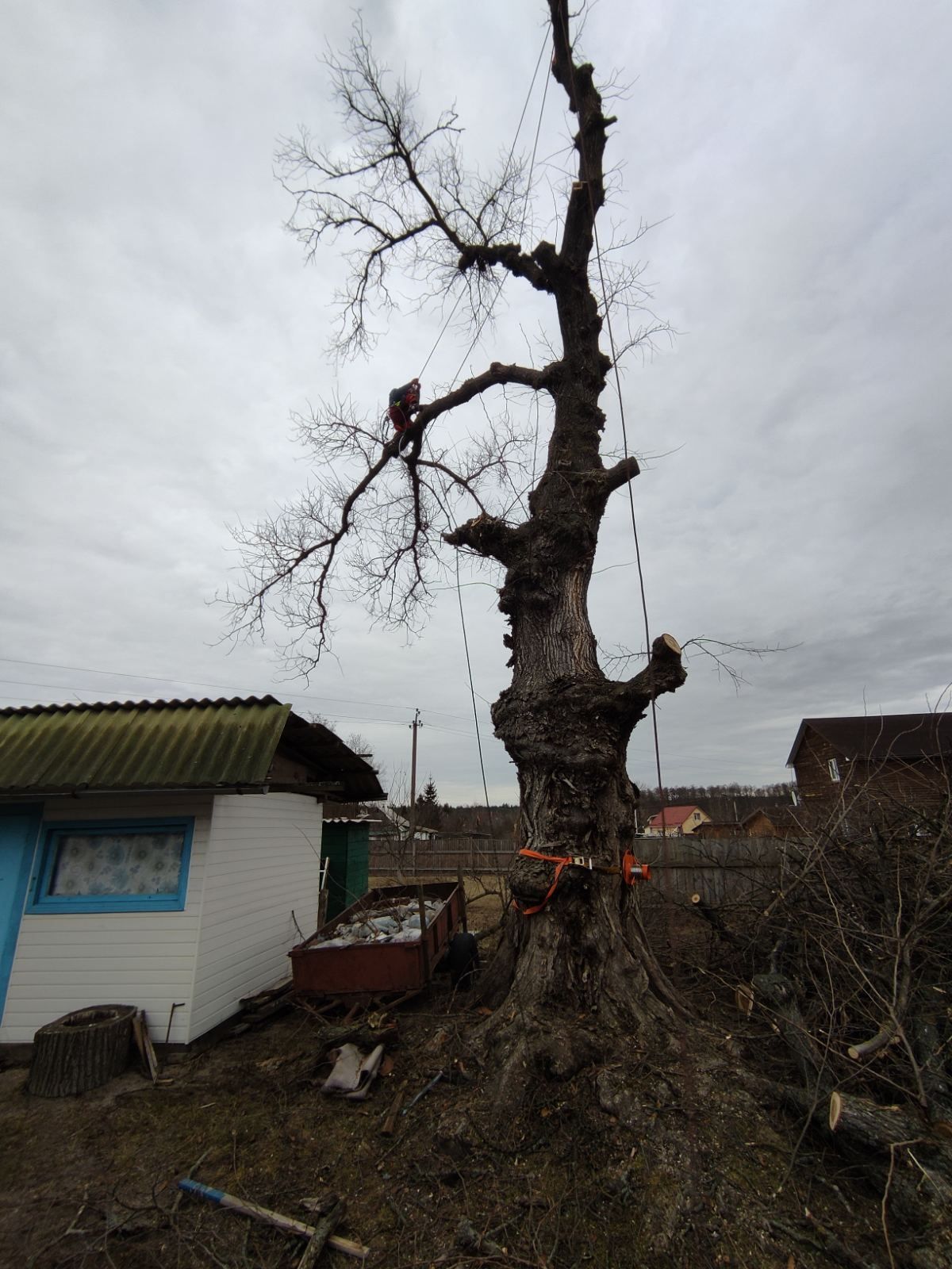 Видалити дерево удалить зрізати обрізка  кронувати спилить видалення