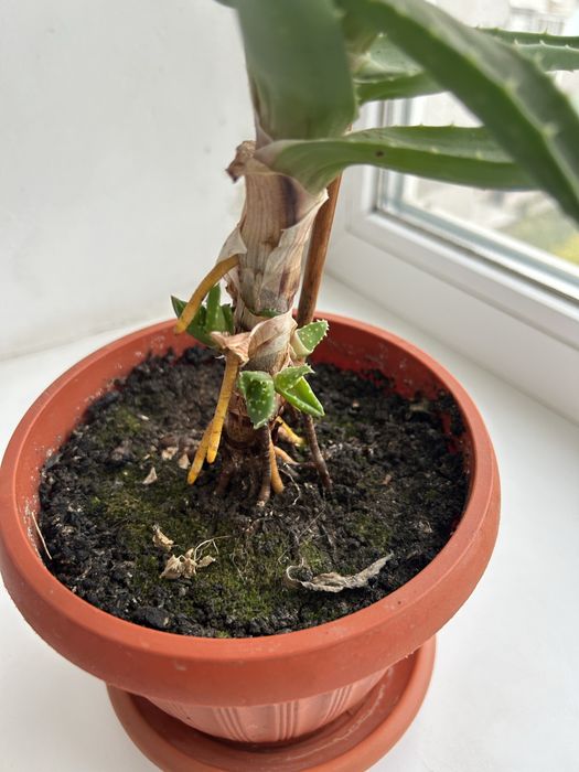 Цветок алое вера. Лечебное растение.