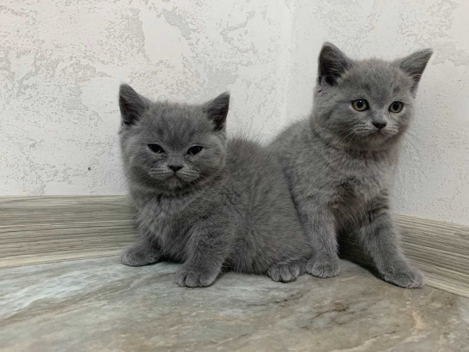 Продам прямовухих шотландських котенят