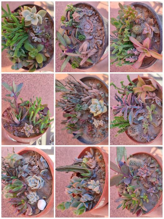 Сукуленти. Красула. Хавортія. Каланхое