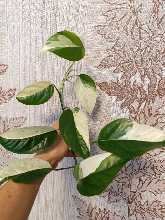 Сциндапсус філодендрон Пінатум марбл варієгатний,Тайський клон епіпрем