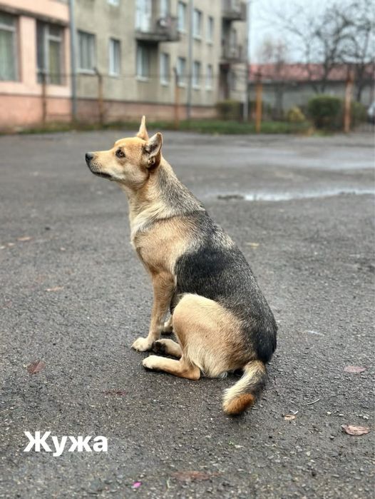 Лагідна собачка Жужа шукає дім! Стерилізація та вакцинація будуть.