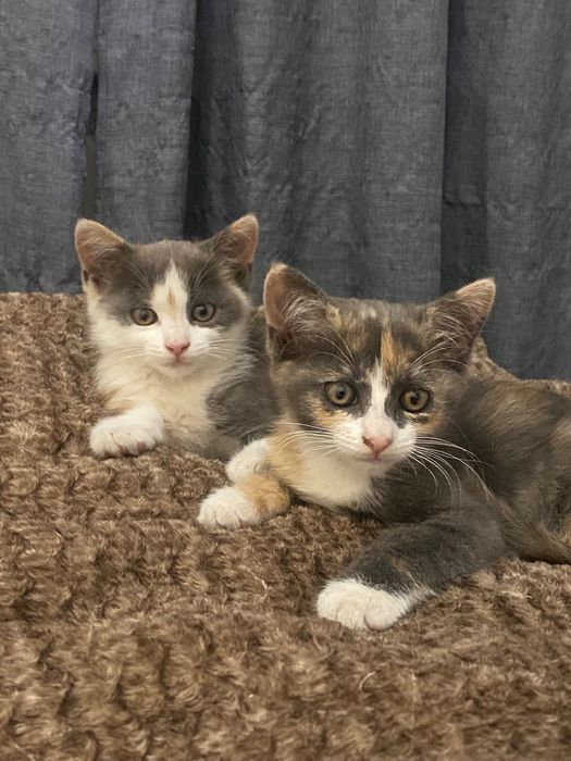 Две кошки ищут новый дом