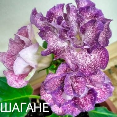 Глоксиния  сортовая  Кімнатні рослини.