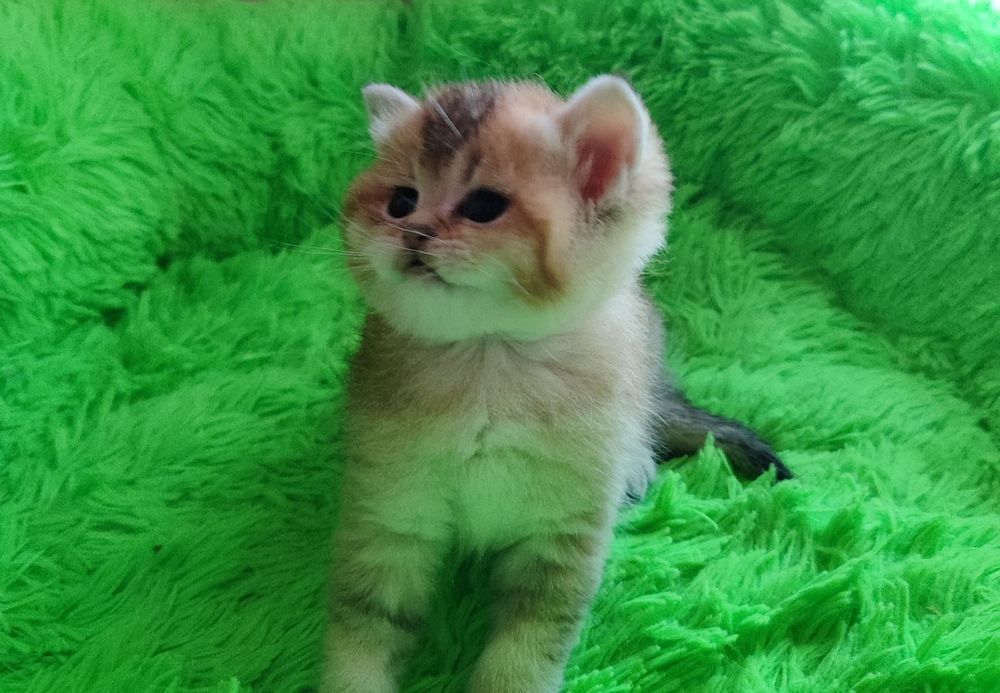 Шотландские котята