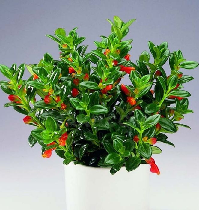 Нематантус - Золота рибка