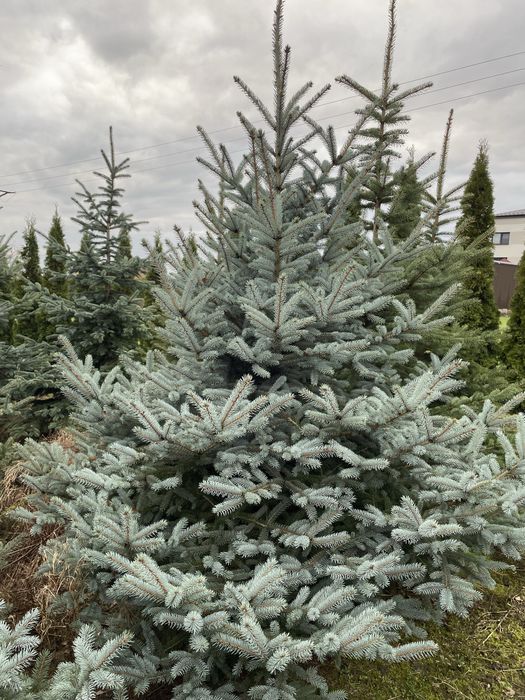 Choinki - jodły i świerki