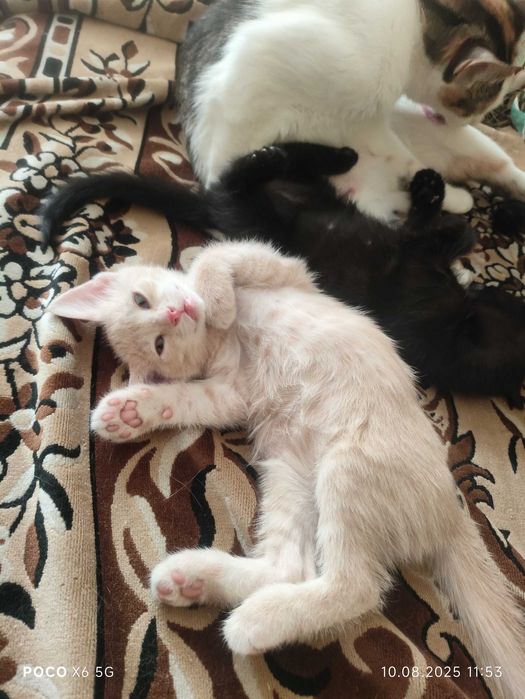 отдам даром котят