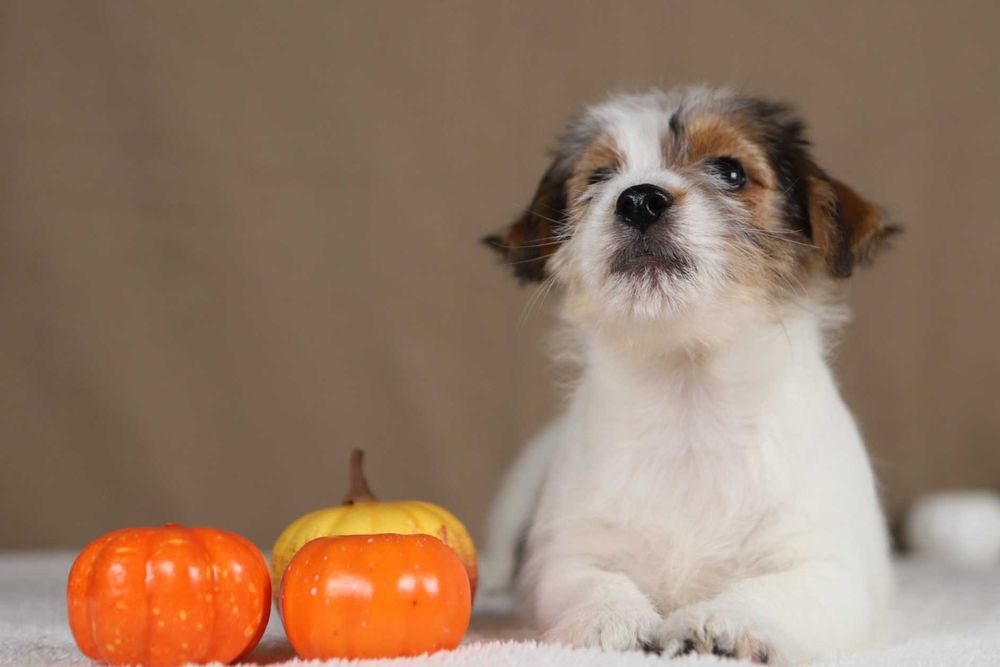 piesek Jack Russell terrier ZKWP/FCI szorstkowłosy