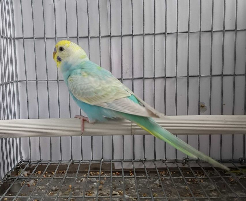 Periquitos arco-íris