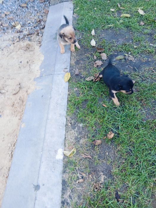 Psy do adopcji za darmo